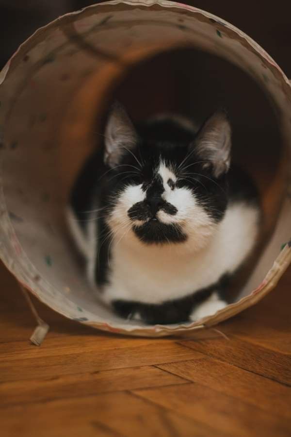 Tove szuka domu niewidoma kotka kot czarno-biały adopcja do adopcji