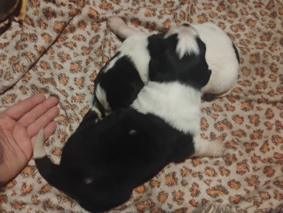 Nowofundland Landser