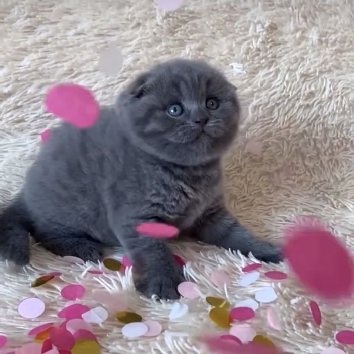 Висловушки насиченого синього забарвлення