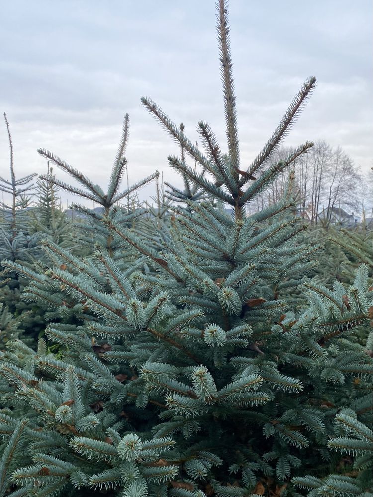 Świerk srebrny- choinki z przydomowej plantacji