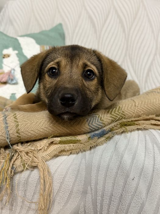 Цуценя дівчинка безкоштовно в сімʼю