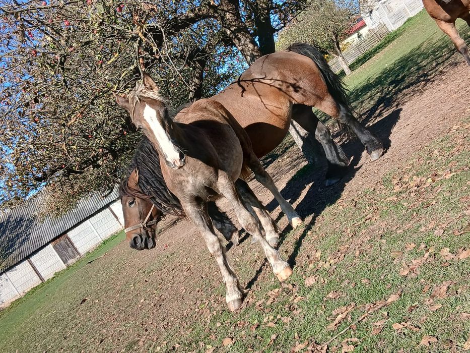 Ogierek zimnokrwisty