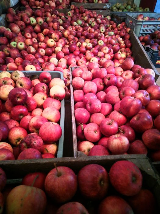 Pyszne i soczyste jabłka z natury