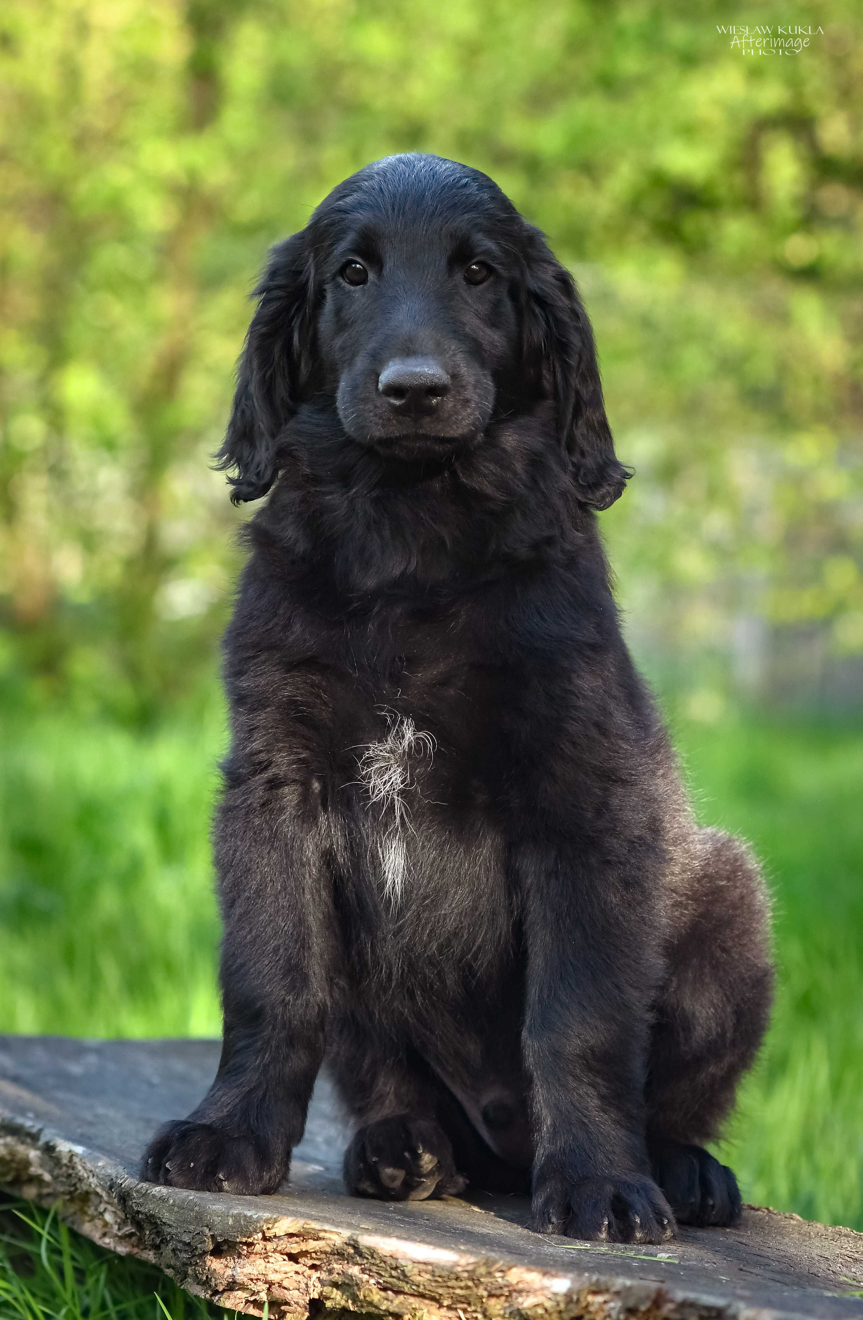 Flat Coated Retriever - czarny piesek po Zwycięzcy Świata