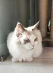 2 letnia kotka Ragdoll
