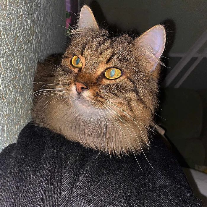 Терміново віддаються котики