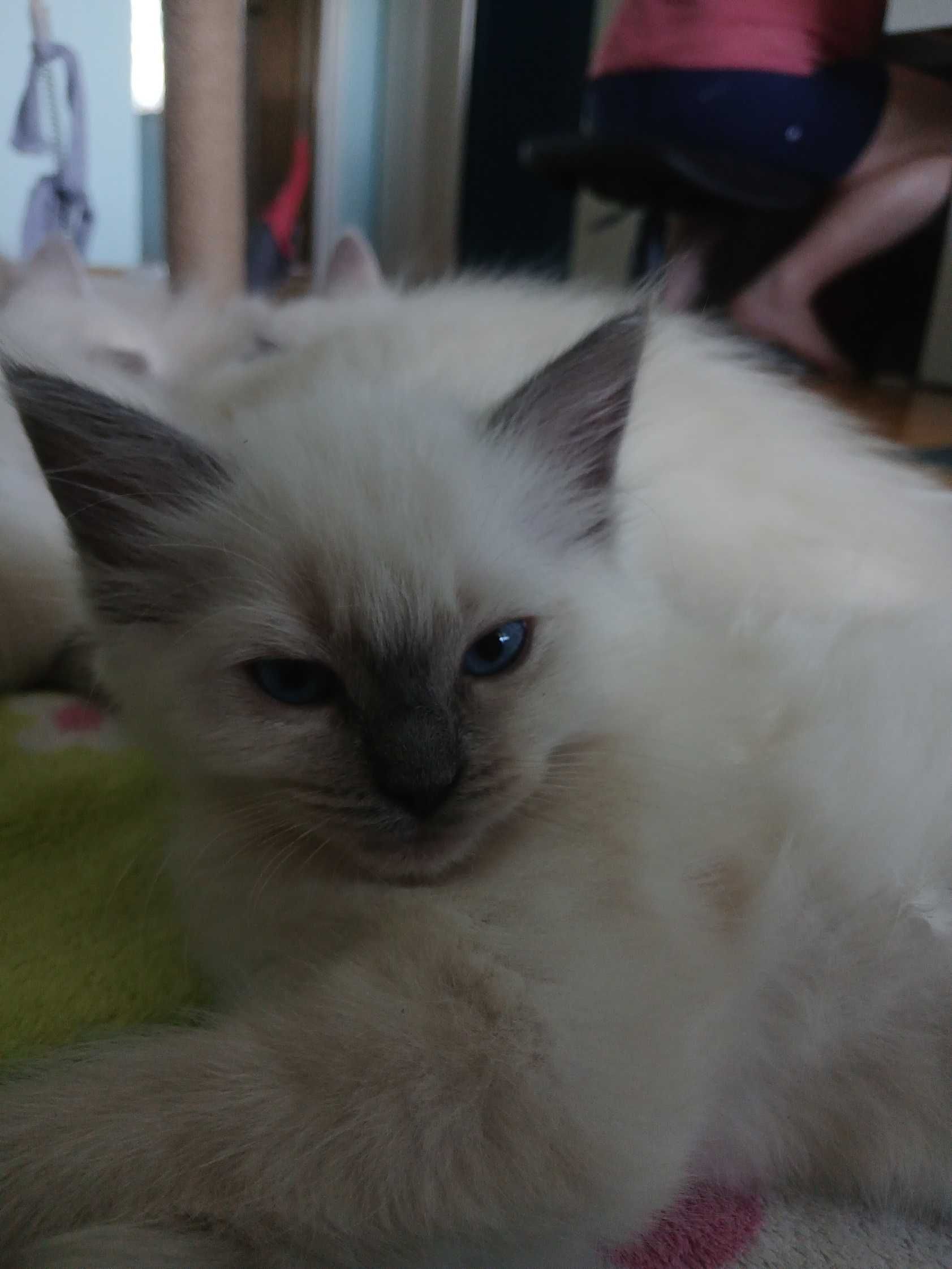 Ragdoll - dziewczynka Blue Point z domowej hodowli FIFe