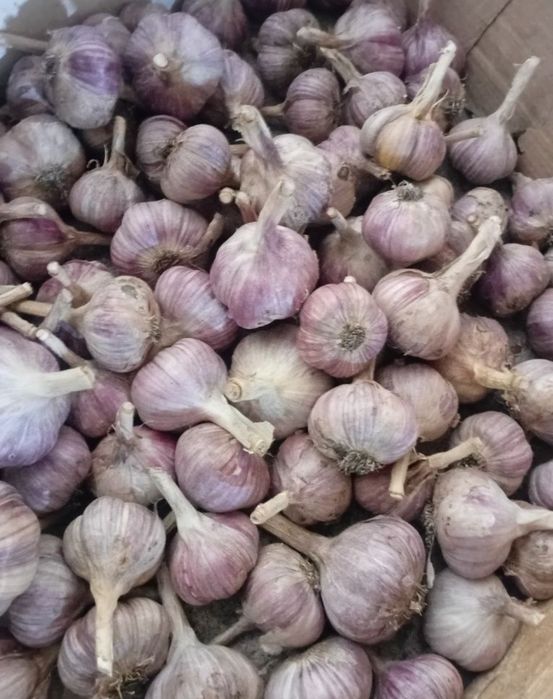 Продам чеснок домашний