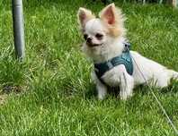 Chihuahua reproduktor biały długowłosy
