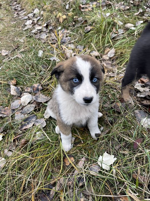 Віддам цуценят 3 місяці