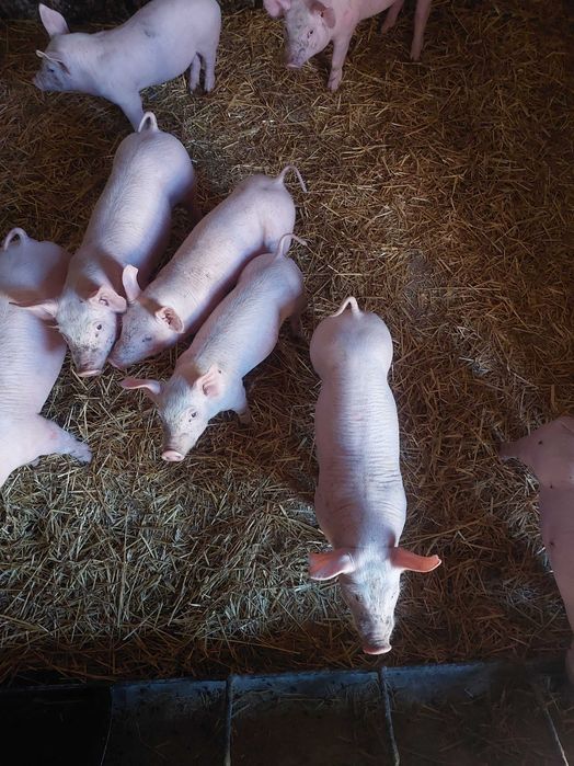 Продам поросят мясної породи