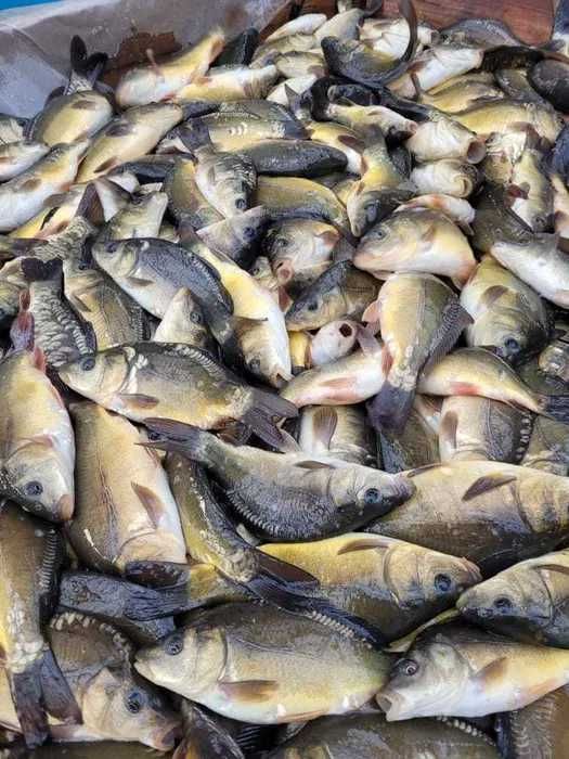 KARP zarybieniowy narybek i kroczek