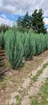 Jałowiec - Juniperus BLUE ARROW 150-160 cm SUPER JAKOŚĆ,PRODUCENT