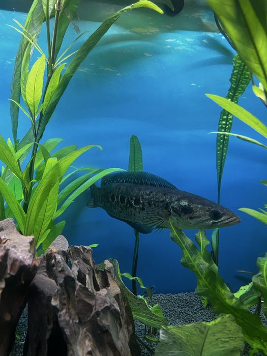 Змієголов глазчатий / Channa pleurophthalma