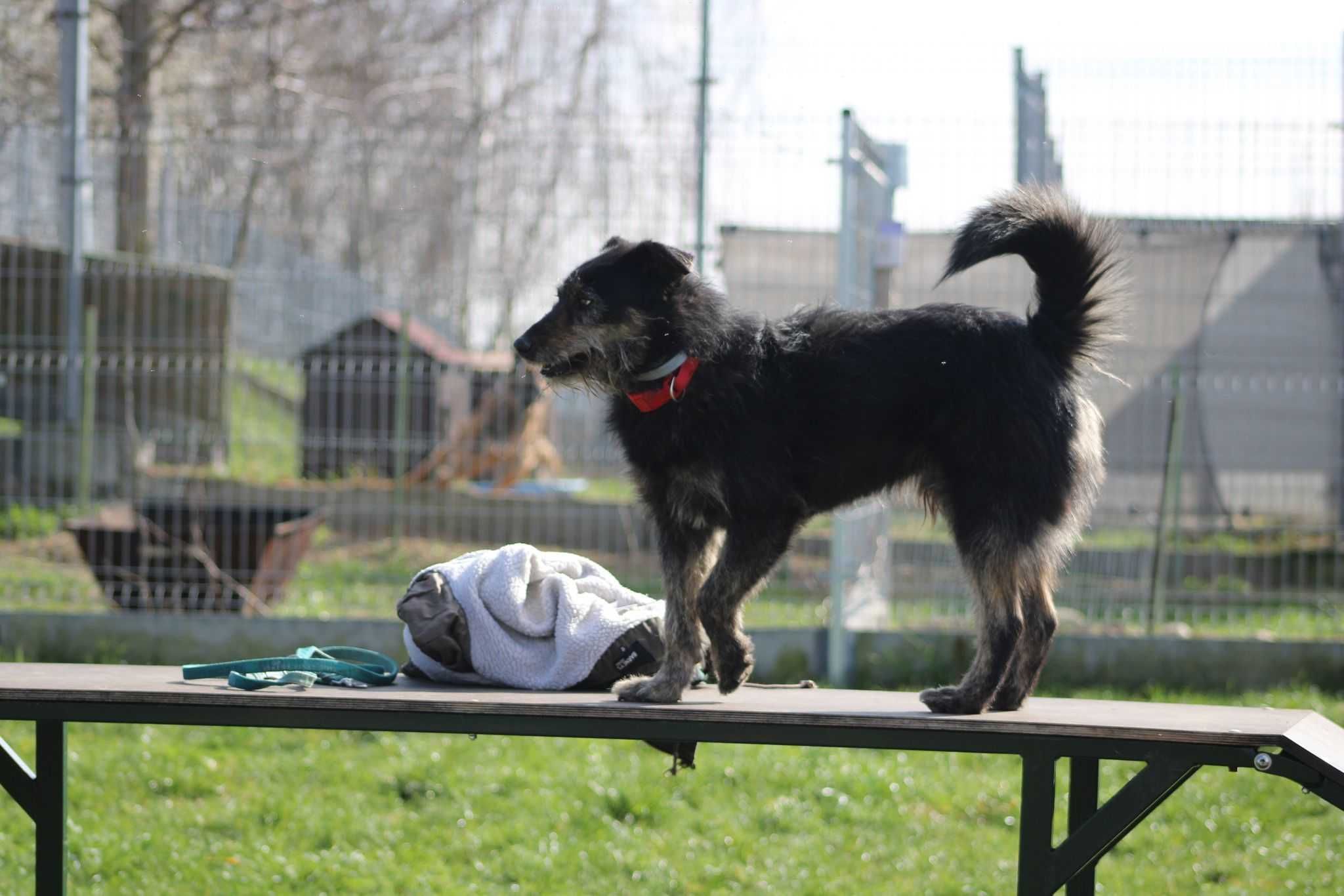 RODOS pies terier adopcja schronisko kochany aktywny młody