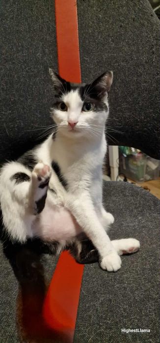 Spokojny dwupak do adopcji