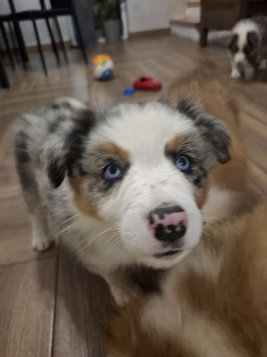 Amaro szczeniak Border Collie