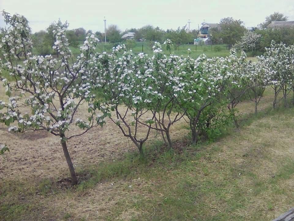 Саженцы и деревья айвы