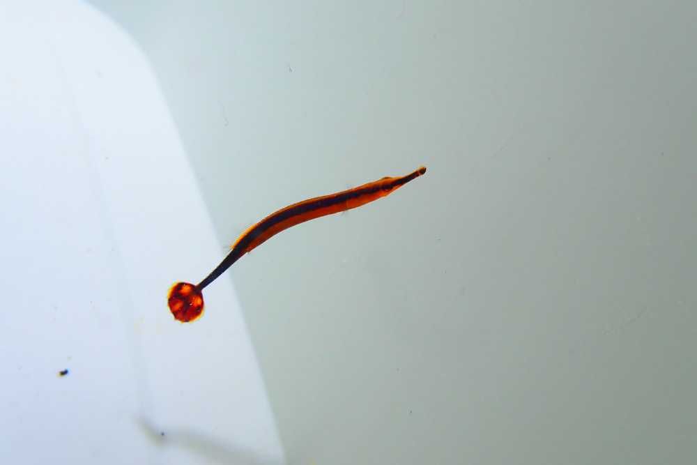 Doryrhamphus melanopleura - kolorowy mieszkaniec raf koralowych