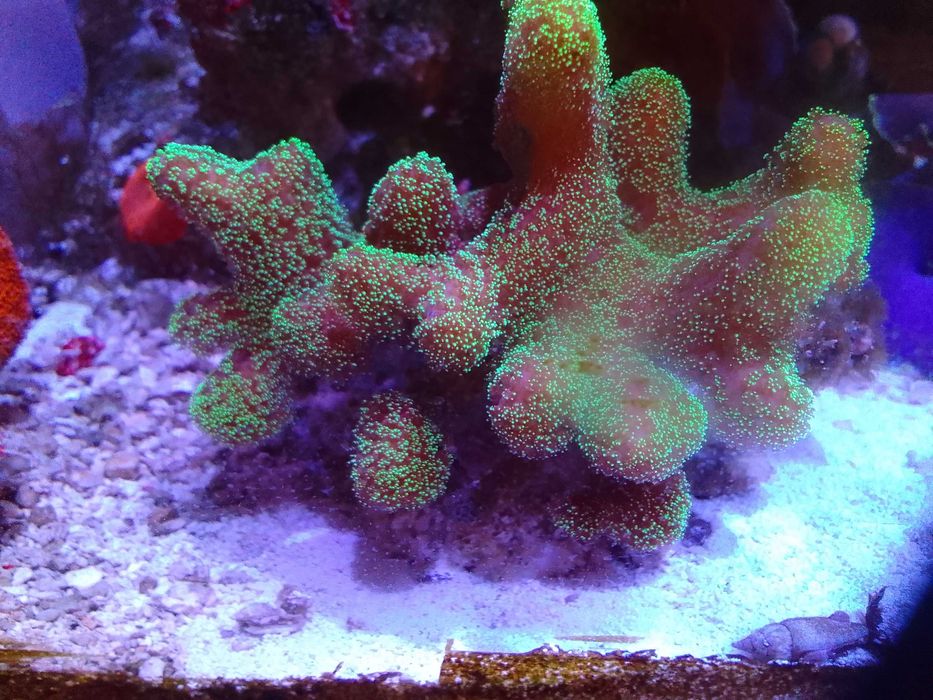 Akwarium morskie z całym życiem i osprzętem # koral # koralowce # ryby