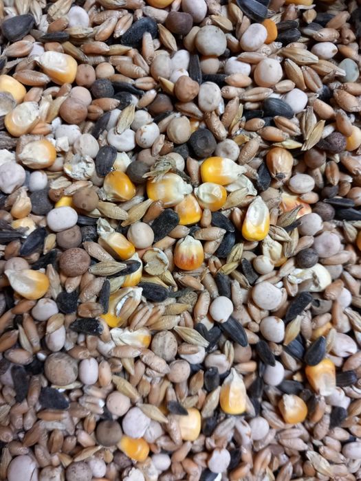 Pasza dla gołębi (Raciąż)