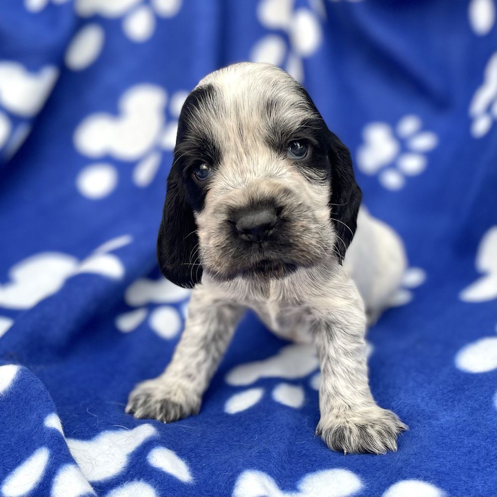 Cocker spaniel angielski szczeniak