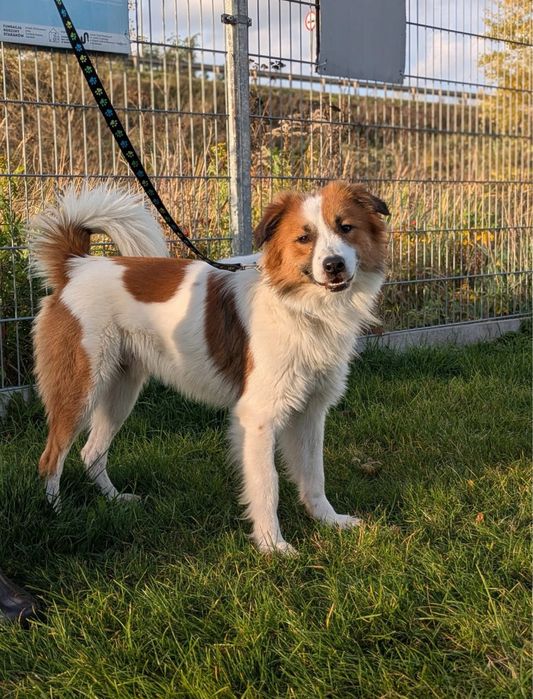 Psiak z charakterem podobnym do border collie szuka domu!