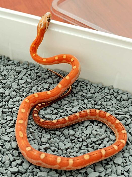 Wąż zbożowy Motley Scaleless het Amel/Ultra ph. 50% anery