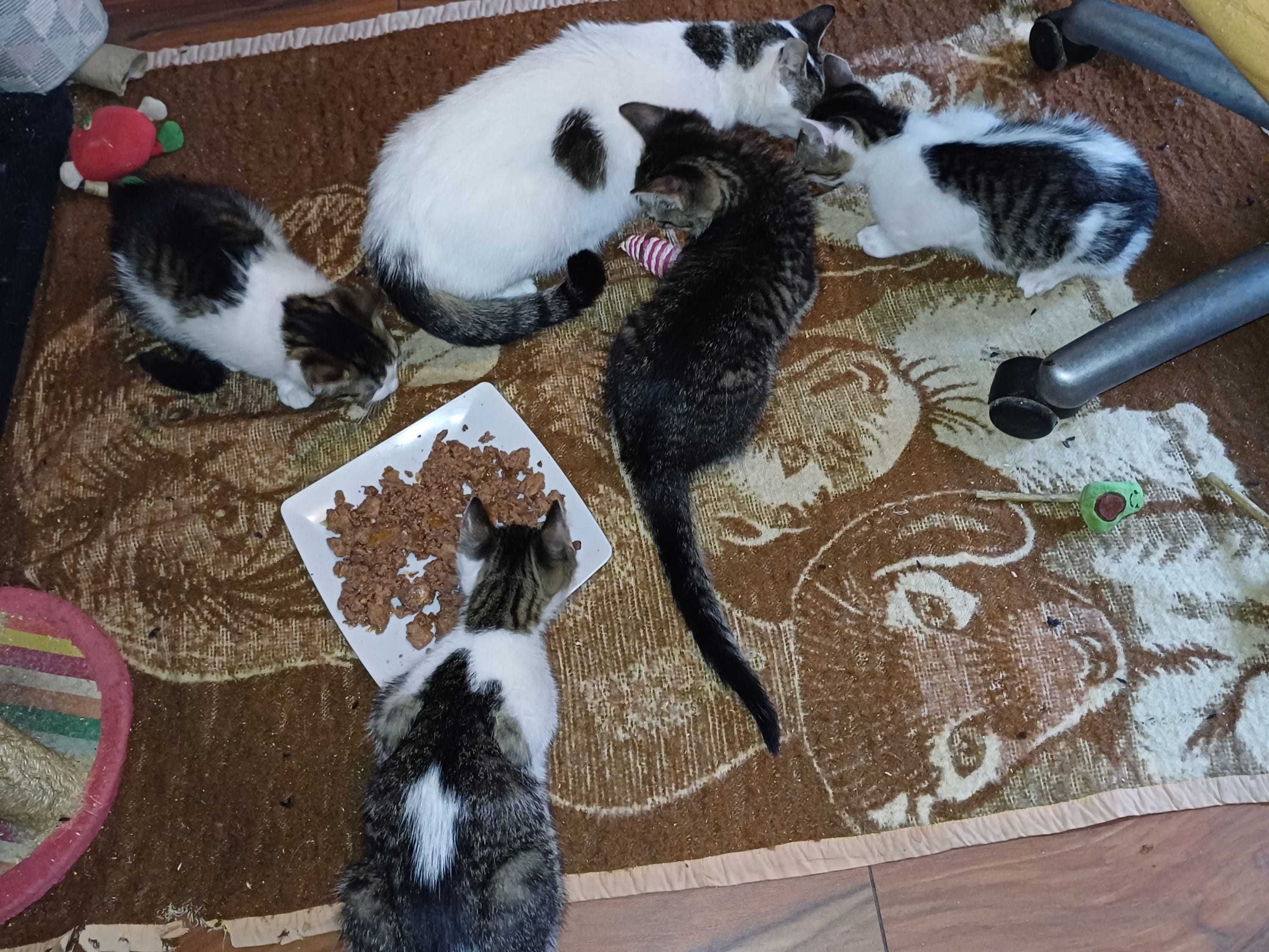 Kocurki uratowane w Wielką Sobotę szukają kochających domów