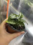Monstera siltepecana