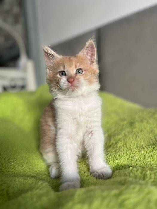 Kocurek Maine Coon „HIRO” e0922 FPL/FIFE – klasyczny kremowy z bielą