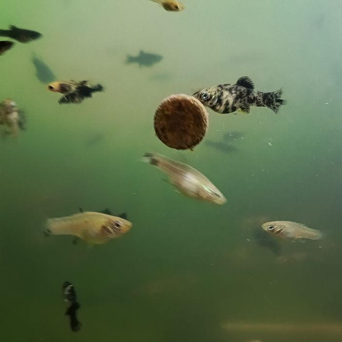 Sprzedam młode molinezje