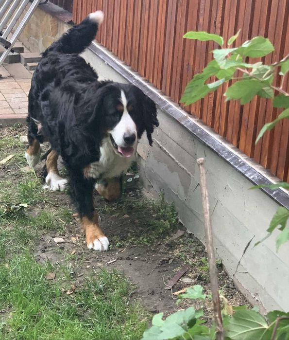 Bernenskie Psy Pasterskie !