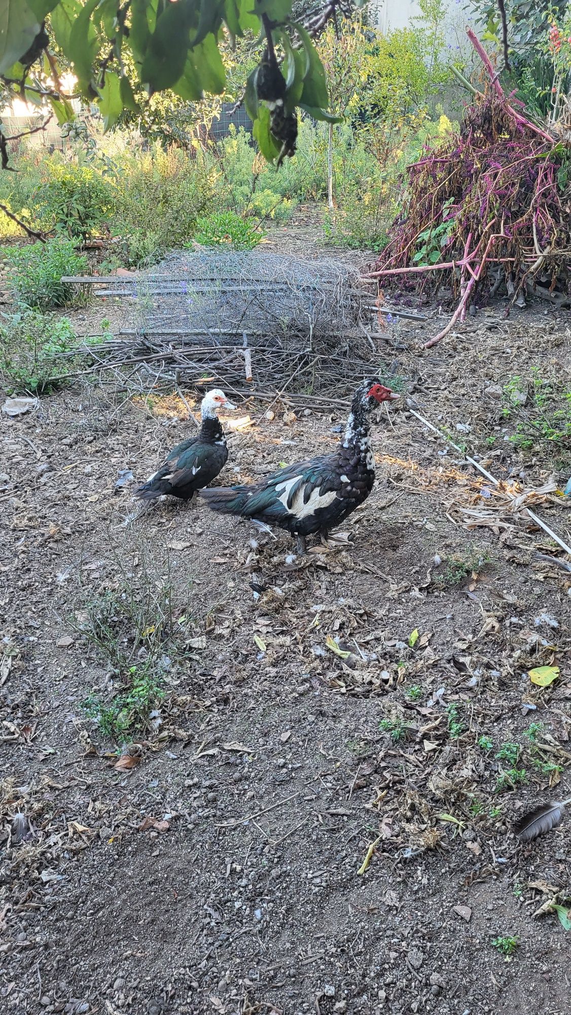 Patos Mudos (1 macho e 3 fêmeas)