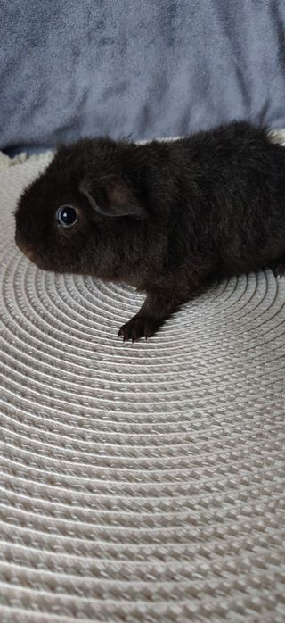 Морская свинка девочка 1мес