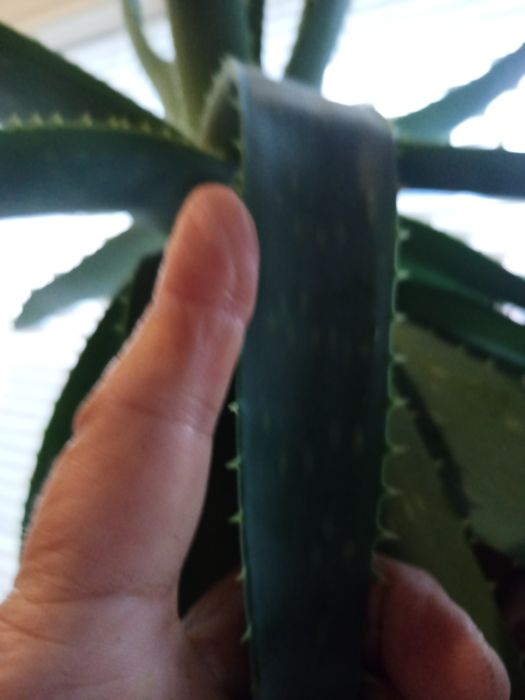 Лечебный Алоэ  8 лет.