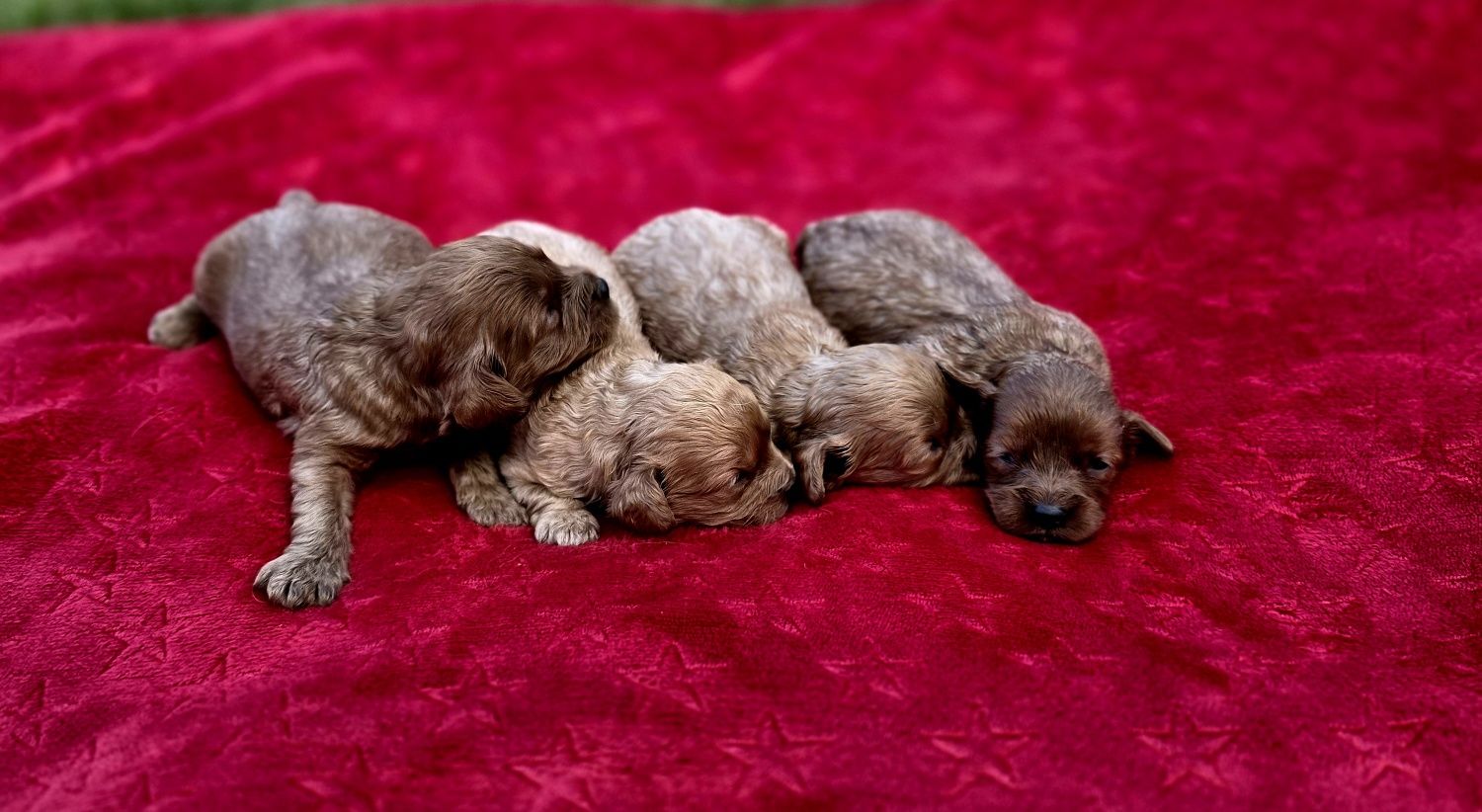 Cavapoo suczka f1