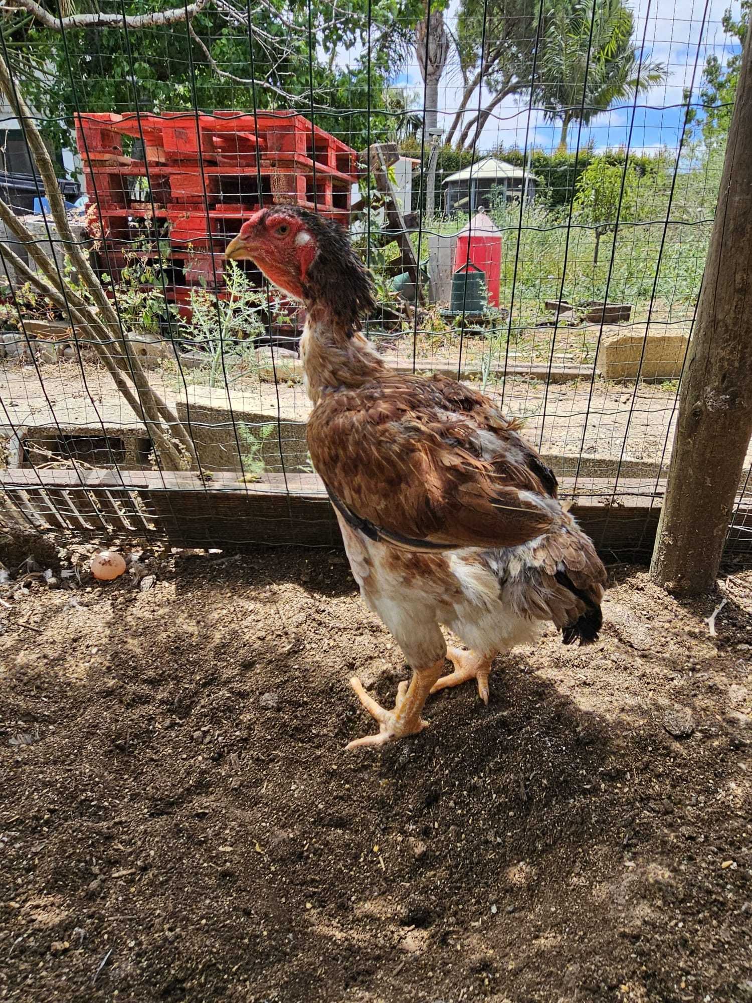 Vendo ovos de Índio Gigante Brasileiro