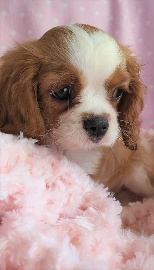 Piesek Cavalier King Charles Spaniel , po FCI. Do odbioru.