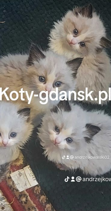 Ragdoll WCF/PZF.PROFESJONALNA hodowla, badania Genetyczne X..2025