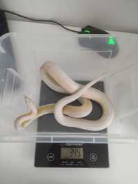 wąż zbożowy, samiczka snow stripe 3 lata