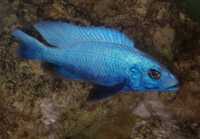 Sciaenochromis fryeri iceberg 12cm samiec non mbuna Malawi pyszczak