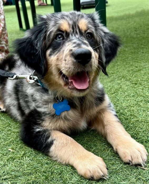 Szczeniak golden aussie, golden retriever x owczarek australijski
