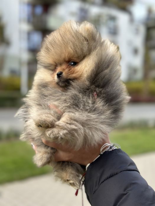 Pomeranian typ misia - kochany maluszek