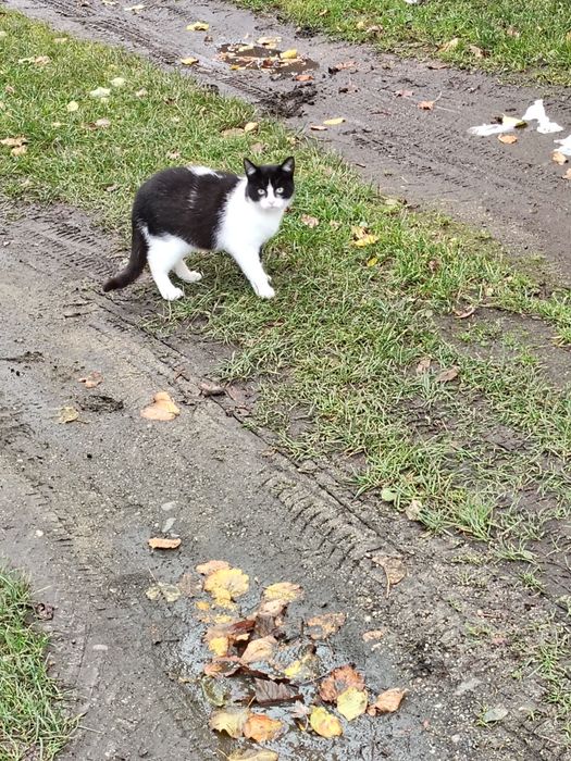 Oddam kocurka 3 miesiecznego