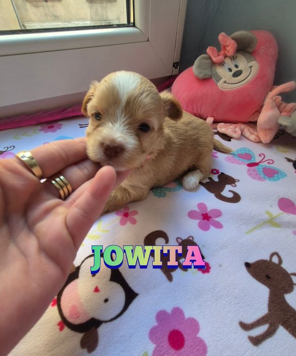 Suczka golddust choco (gen merle) ZAREZERWOWANA