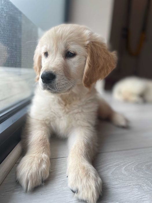 Golden Retriever - domowa hodowla
