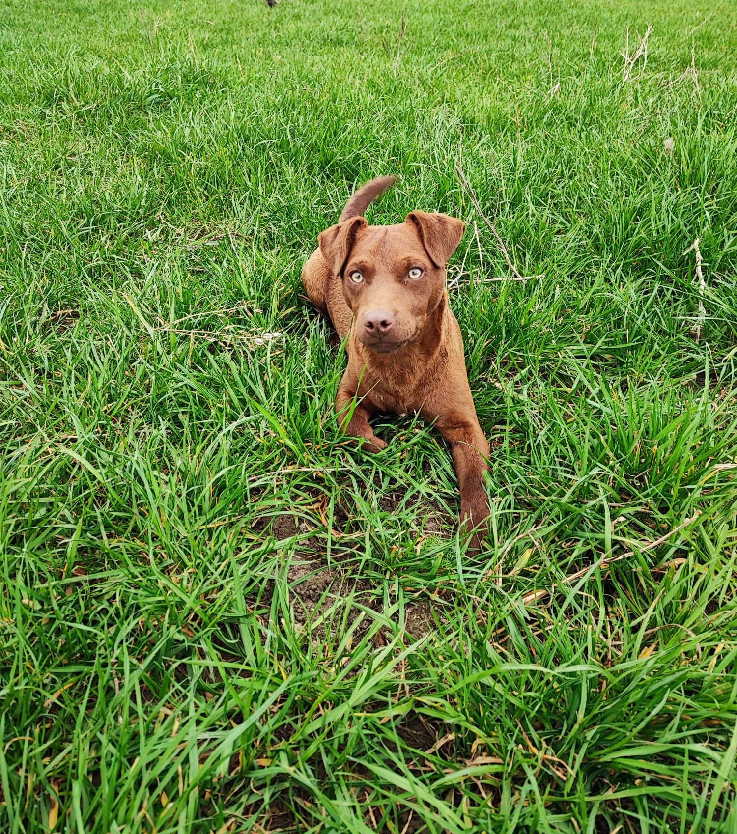 Patterdale terrier FCI Zkwp