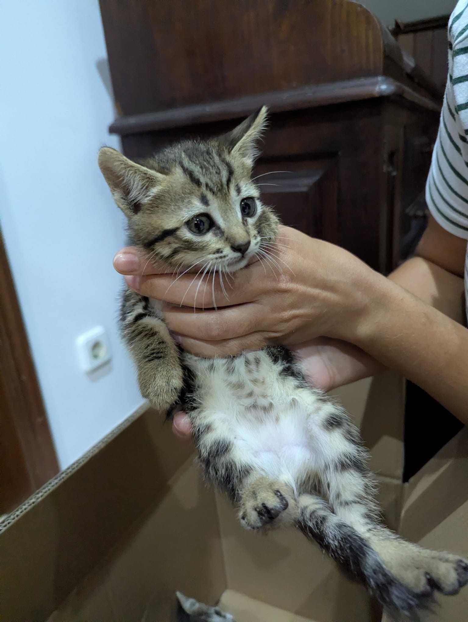 Gatos bebés adoção