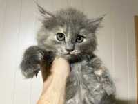 Сіре кошеня Ліза 2 місяці, лагідна дівчинка. Коти, кошенята, кішки